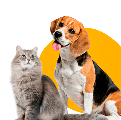my pet care hotel - jogo de resgate e abrigo de animais, seja um  veterinário e zelador em jogos de gatos e cães grátis para crianças